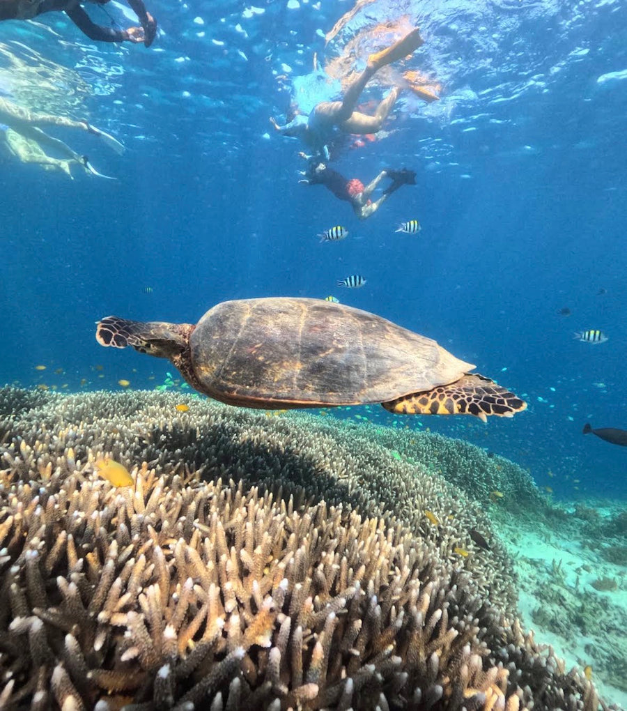 Gili Trawangan: prywatny rejs ze snorkelingiem i zachodem słońca