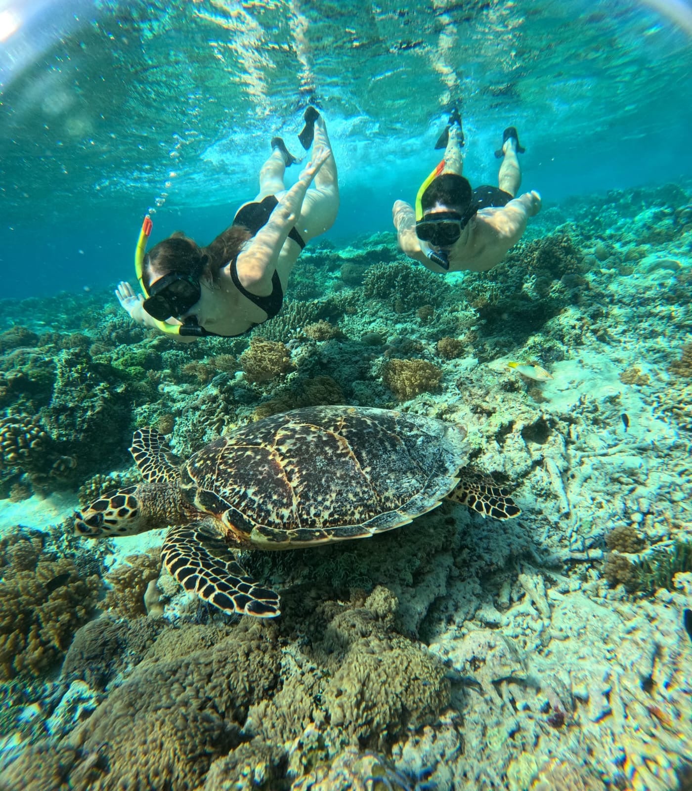 Gili Trawangan: snorkeling z żółwiami i podwodnymi rzeźbami